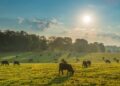 Greens oppose urbanisation of 27k bighas of pastureland in Bikaner – The Times of India