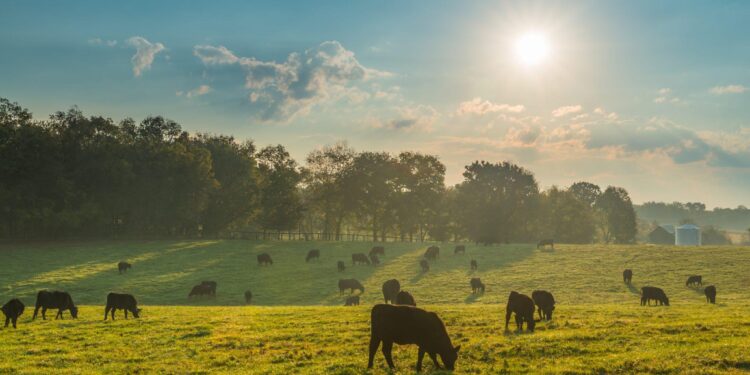 Greens oppose urbanisation of 27k bighas of pastureland in Bikaner – The Times of India