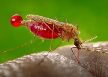 Malaria, dengue, typhoid spread as mosquitos multiply in Sudan capital – dabangasudan.org