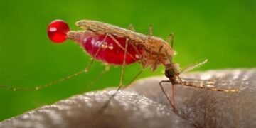 Malaria, dengue, typhoid spread as mosquitos multiply in Sudan capital – dabangasudan.org