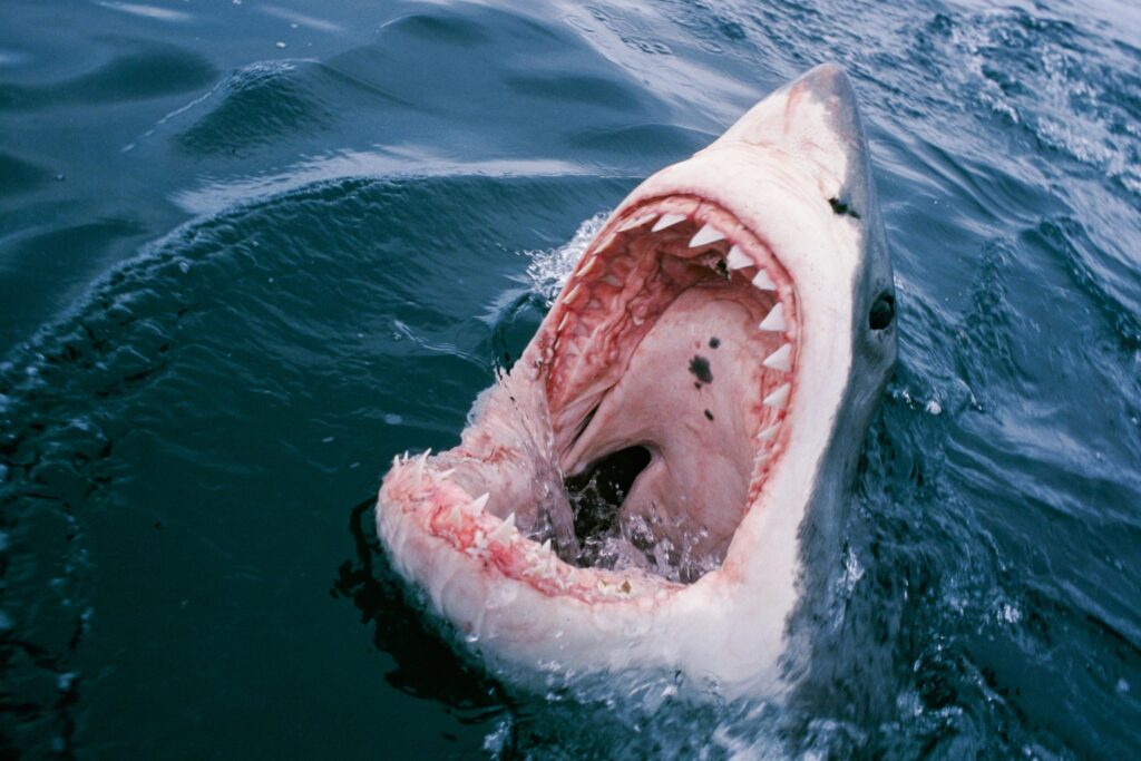 Rare deadly shark attack sparks ocean hunt in Sydney, Australia – CNN