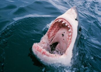 Rare deadly shark attack sparks ocean hunt in Sydney, Australia – CNN