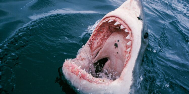 Rare deadly shark attack sparks ocean hunt in Sydney, Australia – CNN