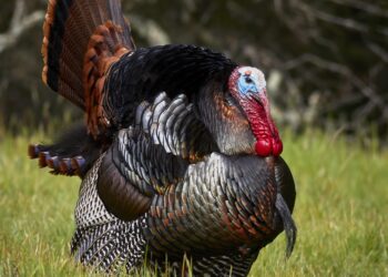 Turkey orders detention of Istanbul district mayor, others in corruption probe, state media says – AL-Monitor