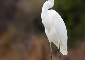 Egrets inhabit Dianchi Haihong wetland park in Kunming, SW China’s Yunnan – People’s Daily Online