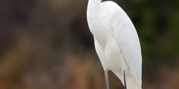 Egrets inhabit Dianchi Haihong wetland park in Kunming, SW China’s Yunnan – People’s Daily Online