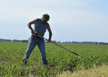 Hoosier farmers celebrate Taiwan’s pledge to buy $6 billion worth of U.S. corn and soybeans – Inside INdiana Business