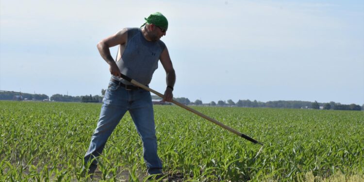 Hoosier farmers celebrate Taiwan’s pledge to buy $6 billion worth of U.S. corn and soybeans – Inside INdiana Business