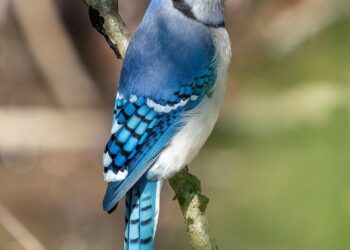 Blue Jays fans among most loyal in Canada, survey finds – Toronto Sun