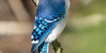 Blue Jays fans among most loyal in Canada, survey finds – Toronto Sun