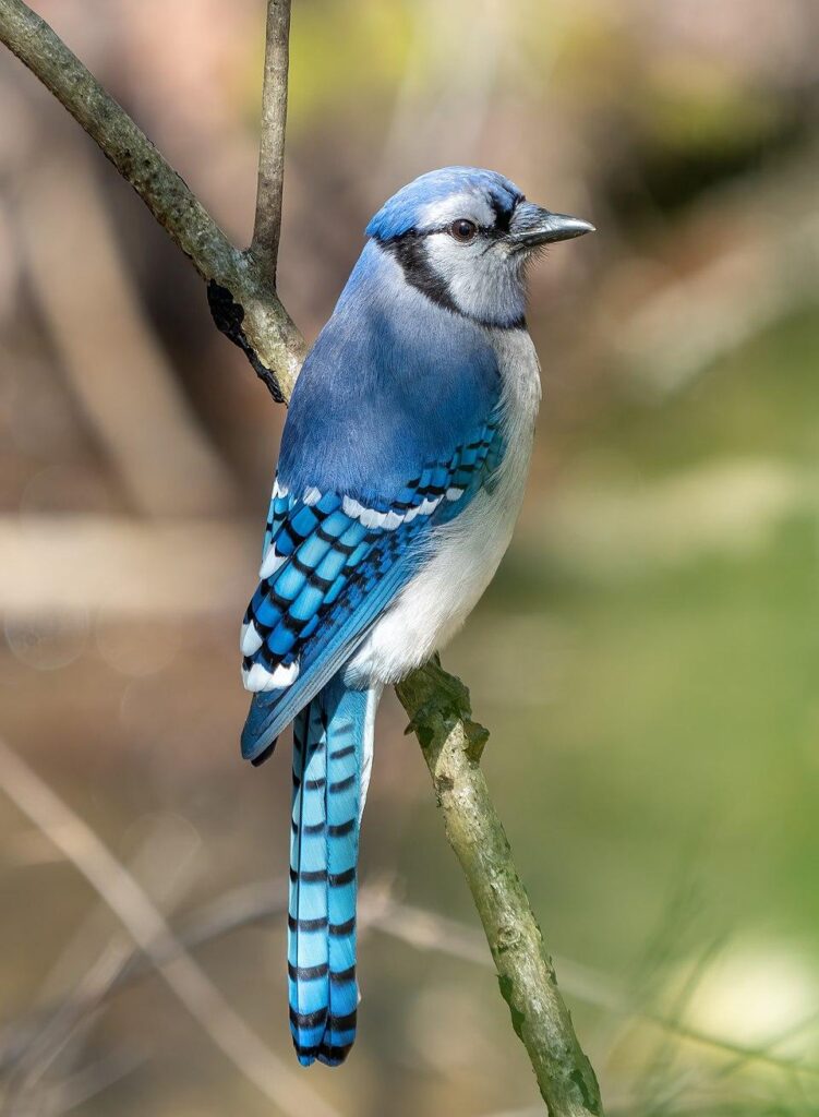 Blue Jays fans among most loyal in Canada, survey finds – Toronto Sun