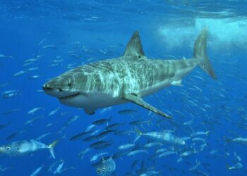 Loss of great white sharks triggers domino effect down food chain, study shows – Mongabay
