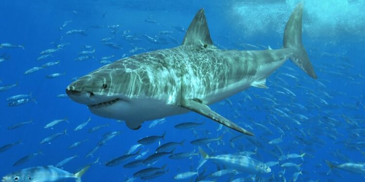 Loss of great white sharks triggers domino effect down food chain, study shows – Mongabay