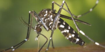 What to Know About Chikungunya Amid Southern China Outbreak of Mosquito-Borne Virus – Time Magazine