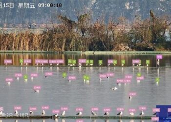 AI-powered “bird facial recognition” boosts avian conservation – Global Times