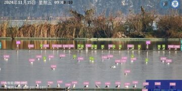 AI-powered “bird facial recognition” boosts avian conservation – Global Times