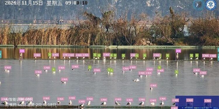 AI-powered “bird facial recognition” boosts avian conservation – Global Times