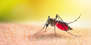 The double challenge of malaria and malnutrition in Kano, Nigeria – Doctors Without Borders