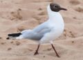 Peak season for birdwatching in China’s Kunming as black-headed gulls arrive – South China Morning Post