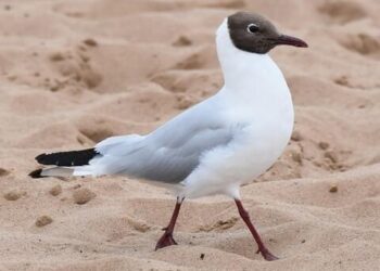 Peak season for birdwatching in China’s Kunming as black-headed gulls arrive – South China Morning Post