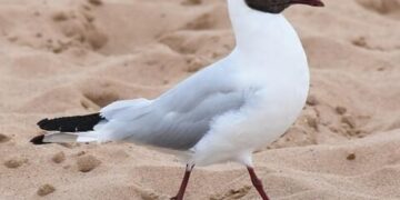 Peak season for birdwatching in China’s Kunming as black-headed gulls arrive – South China Morning Post