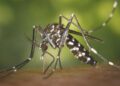 China maintains communication with WHO over Chikungunya, continues to ensure safe travel: FM – Global Times