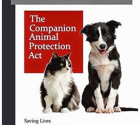 New survey in Dalian, China finds strong public support for companion animal protection and ending the dog and cat meat trade – Humane World for Animals