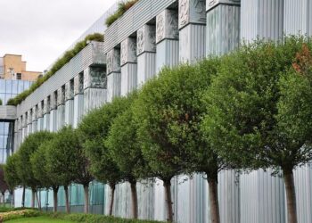 India’s Supreme Court says Delhi stray dogs will not be sent to shelters – BBC