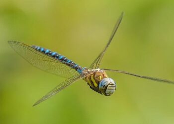 The Architecture of Taste: Singapore’s History Preserved in Hawker Centres – Penn Global