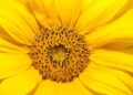 Sunflowers attract tourists in Jinan, E China’s Shandong – Xinhua