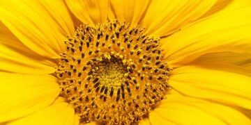 Sunflowers attract tourists in Jinan, E China’s Shandong – Xinhua