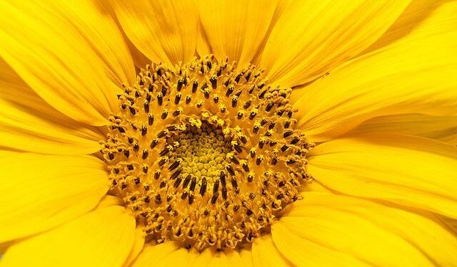 Sunflowers attract tourists in Jinan, E China’s Shandong – Xinhua