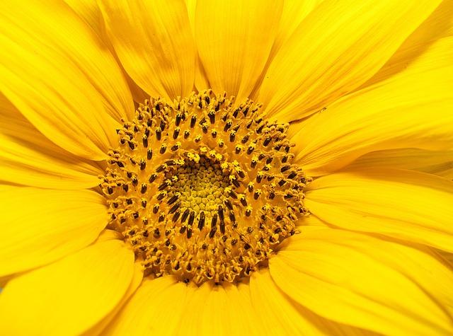 Sunflowers attract tourists in Jinan, E China’s Shandong – Xinhua