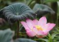 LOTUS Unveiled Globally in Hangzhou, Introducing China’s New ‘Emotional Landmark’ – PR Newswire