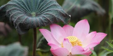 LOTUS Unveiled Globally in Hangzhou, Introducing China’s New ‘Emotional Landmark’ – PR Newswire