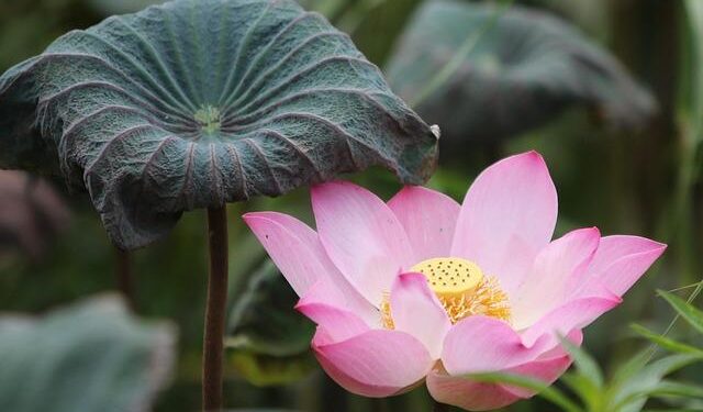 LOTUS Unveiled Globally in Hangzhou, Introducing China’s New ‘Emotional Landmark’ – PR Newswire