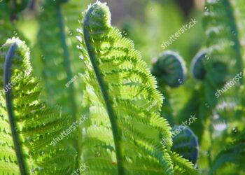 Young Ferns depart FIFA U-17 Women’s World Cup™ with loss to Zambia – Oceania Football Confederation