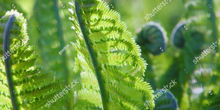 Young Ferns depart FIFA U-17 Women’s World Cup™ with loss to Zambia – Oceania Football Confederation