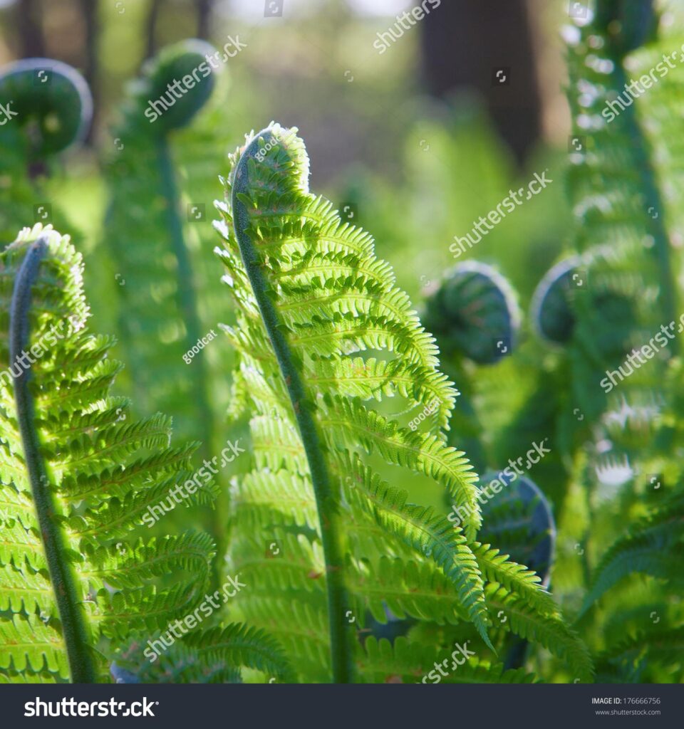 Young Ferns depart FIFA U-17 Women’s World Cup™ with loss to Zambia – Oceania Football Confederation