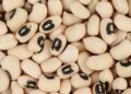 The cowpea farmer breaking norms in Nigeria – Gates Foundation