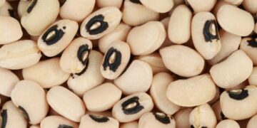 The cowpea farmer breaking norms in Nigeria – Gates Foundation