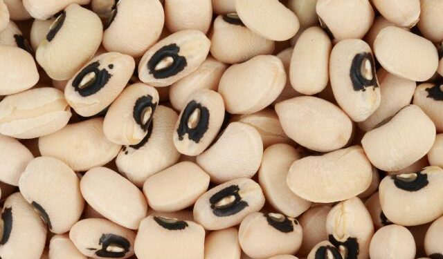 The cowpea farmer breaking norms in Nigeria – Gates Foundation