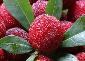 Take a bite of juicy Chinese bayberries in Shantou this May – Guangdong News