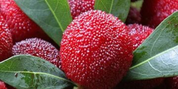 Take a bite of juicy Chinese bayberries in Shantou this May – Guangdong News