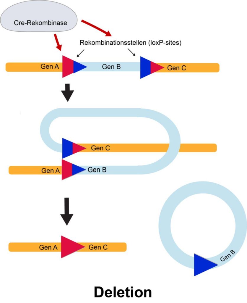 CRE (Shenyang) Hub ranks 1st for train trips – shenyang.gov.cn