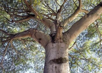 ‘Palaver’: A queer story set in Tokyo searches for a home for the heart – The Japan Times