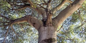 ‘Palaver’: A queer story set in Tokyo searches for a home for the heart – The Japan Times