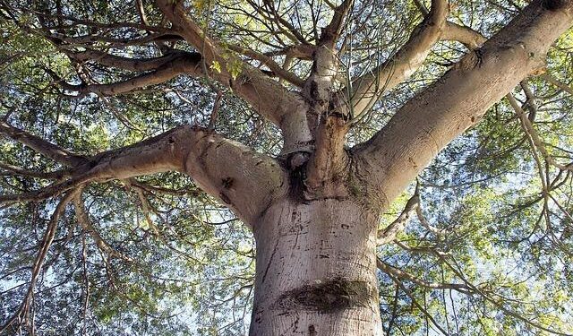 ‘Palaver’: A queer story set in Tokyo searches for a home for the heart – The Japan Times