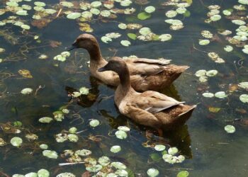 Campbell, Shenyang Pharmaceutical University building promising relationship – Campbell University News