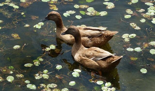 Campbell, Shenyang Pharmaceutical University building promising relationship – Campbell University News